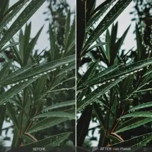 Evergreen Presets | Зелёные пресеты